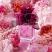 Lovestruck (Ladies 100ml EDP) Vera Wang