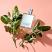 Naturally Fierce (Ladies 50ml EDP) Abercrombie & Fitch