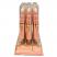 Sunkissed Melted Rose Gold Highlighter Cushion Pen (12pcs) (29196)