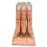 Sunkissed Melted Rose Gold Highlighter Cushion Pen (12pcs) (29196)